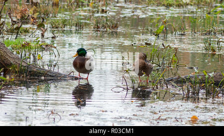 Stockenten Paar ruht auf einem anmelden. Die Masse Audubon Broadmoor Wildlife Sanctuary, Natick, Massachusetts Stockfoto