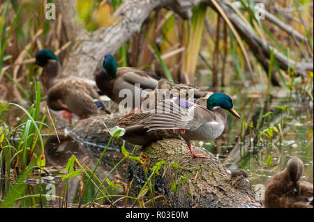 Herde Stockenten ruht auf einem anmelden. Die Masse Audubon Broadmoor Wildlife Sanctuary, Natick, Massachusetts Stockfoto
