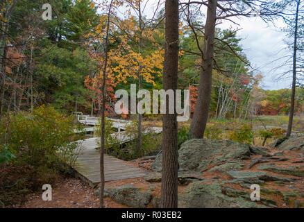 Boardwalk über einen Sumpf. Pinien auf einem felsigen Ufer. Mischwald mit Bäumen Farbe ändern. Herbst in Neuengland. Broadmoor Wildlife Sanctuary, MA, USA Stockfoto