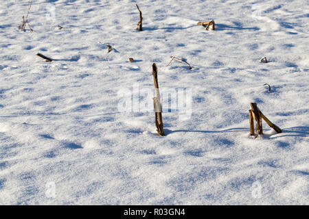 Verschneite Land im Feld, Schneefälle und Frost, Stoppeln vom geernteten Mais ragt durch den Schnee Stockfoto