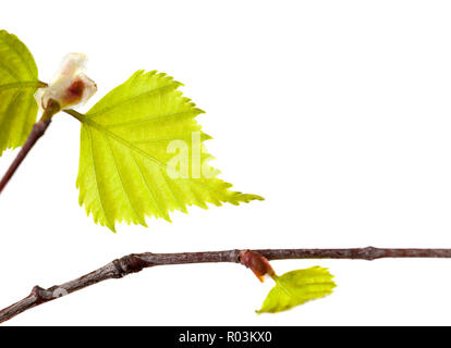 Blooming buds mit grünen Blätter der Birke, closeup auf einen hellen Hintergrund Stockfoto