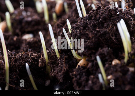 Junge grüne gekeimter Weizen Sprossen auf den schwarzen Boden des Feldes, Frühling, scheint durch das Sonnenlicht Stockfoto