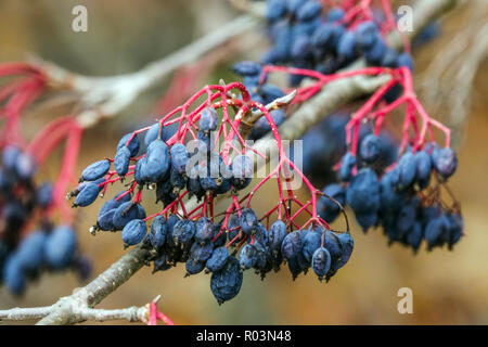Blackhaw Früchte, Viburnum prunifolium, gehen zu Samen Viburnum Beeren blau Stockfoto