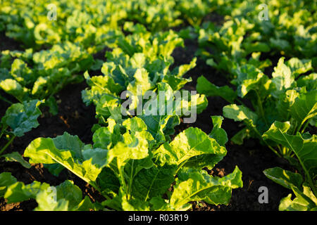 Zucker Rüben Feld Stockfoto