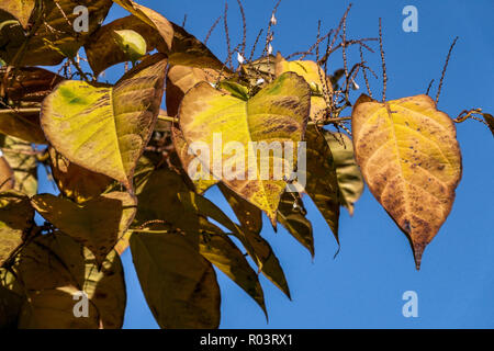 Japanische Knotweed Herbstblätter, Fallopia japonica Reynoutria japonica Herbstfarben Stockfoto
