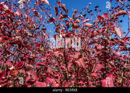 Cornus sanguinea, europäischer Dogwood-Strauch, herbstliche rote Blätter am Himmel Stockfoto