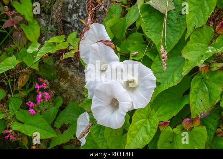 Die weißen Trompete wie Blumen von Convolvulus arvensis, Acker-winde, bindweed oder Morning Glory Stockfoto