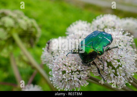 Ein metallisches Grün schillernde Käfer eine Rose Käfer oder Grüne Rose Käfer (Cetonia aurata) auf einer Kuh Petersilie (Anthriscus sylvestris) Pflanze namens Stockfoto