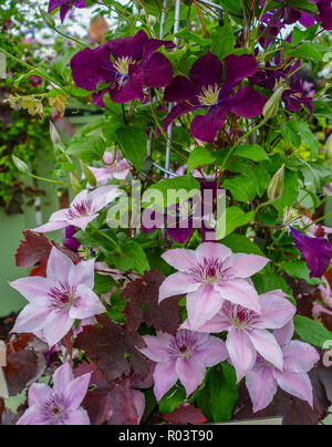 Clematis 'Pink Fantasy' und 'Warszawskaw Nike 'Blumen Stockfoto