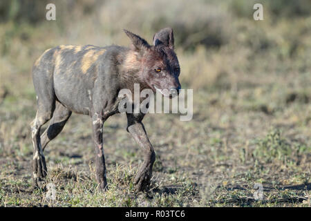 Afrikanischer Wildhund (Lycaon pictus) Wandern auf Savanne, Ngorongoro Conservation Area, Tansania. Stockfoto
