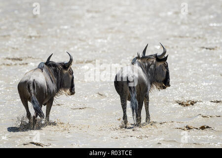 Streifengnu (connochaetes Taurinus) trinken aus einem See im südlichen Ebenen, von hinten gesehen, Ngorongoro Conservation Area, Tansania. Stockfoto