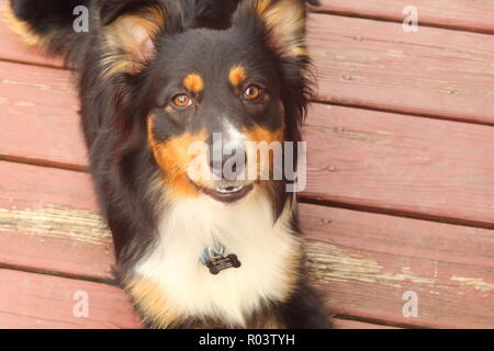 Australian Shepherd Welpe liegend auf roten Deck, weit Stockfoto