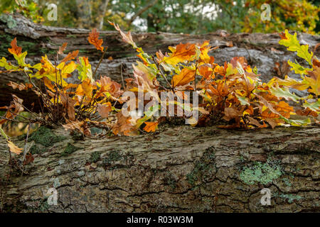 Eichenlaub auf horizontalen Eiche Glied der New Forest Hampshire England Großbritannien Stockfoto
