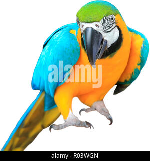 Ara ararauna. Blau-gelbe Ara Papagei auf der Hand. Auf dem weißen Isoliert Stockfoto
