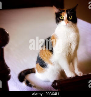 Kürbis, ein drei Jahre altes Calico Cat, am Fuße des ein Bett und wartet darauf, dass eine Behandlung, 7. Januar 2018, in Coden, Alabama. Stockfoto