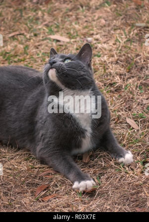 Sissy, einem kurzhaarigen Hauskatze, ist draußen in ihren Hof, Februar 20, 2011 in Mobile, Alabama. Stockfoto