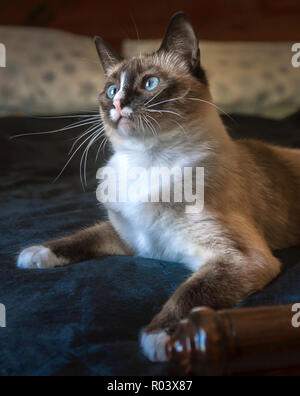 Twinkie, eine ein-Jahr-alten Siam kitten, posiert für ein Foto, 7. März 2015, in Coden, Alabama. Stockfoto