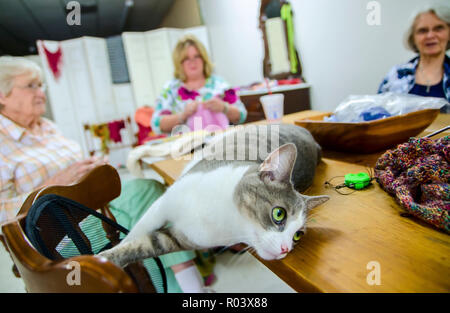 Purl, eine inländische Kurzhaar tabby Katze, beaufsichtigt ein Projekt bei Garnen stricken und Mehr in West Point, Mississippi. Stockfoto