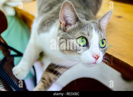 Purl, eine inländische Kurzhaar tabby Katze, beaufsichtigt ein Projekt bei Garnen stricken und Mehr in West Point, Mississippi. Stockfoto