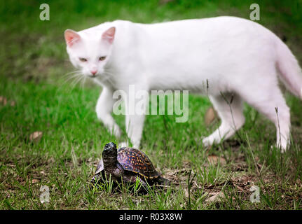 Eine Katze Uhren a Gulf Coast box Turtle, weil er durch einen Hinterhof durchquert, 24. Juni 2017, in Coden, Alabama. Stockfoto