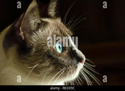 Twinkie, eine Siam kitten, starrt aus dem Fenster in Coden, Alabama, 19. Juni 2014. Stockfoto