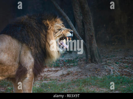 Thabo, eine afrikanische Löwen (Panthera leo), brüllt im Memphis Zoo, 8. September 2015 in Memphis, Tennessee. Stockfoto