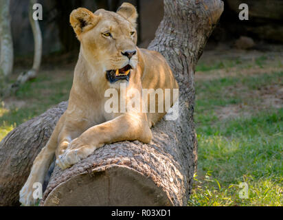 Eine afrikanische Löwin (Panthera leo) hält ein Auge auf Touristen an der Memphis Zoo, 8. September 2015 in Memphis, Tennessee. Stockfoto