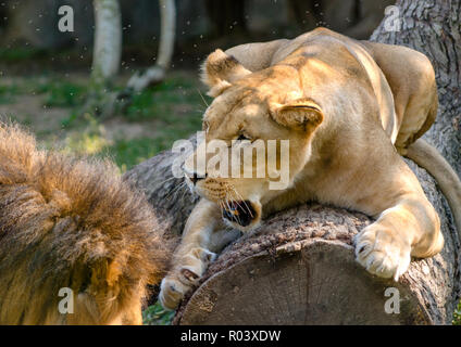 Eine afrikanische Löwin (Panthera leo) Kratzer ein Protokoll und knurrt wie ihre Gehilfen Ansätze im Memphis Zoo, 8. September 2015 in Memphis, Tennessee. Stockfoto