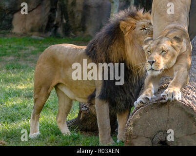 Eine afrikanische Löwin (Panthera leo) schärft die Krallen, wie sie von ihrem Kumpel begrüßt wird, Thabo, im Memphis Zoo, Sept. 8, 2015, in Memphis, Tennessee. Stockfoto