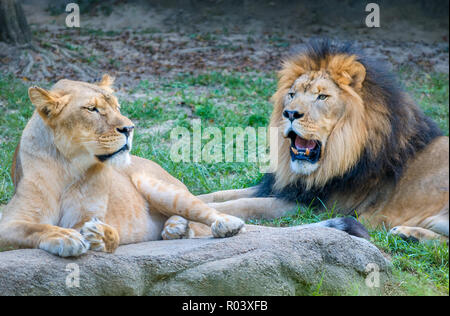 Eine Löwin legt neben Thabo, eine afrikanische Löwen (Panthera leo), im Memphis Zoo, 8. September 2015 in Memphis, Tennessee. Stockfoto