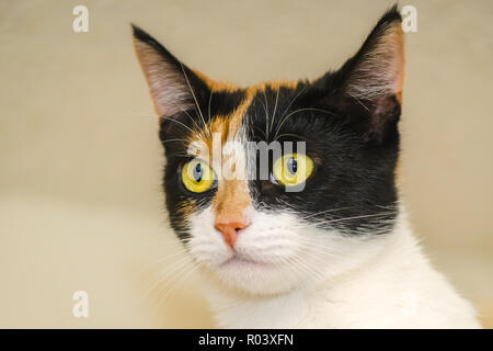 Kürbis, eine 1-jährige Calico Kätzchen, wird dargestellt, 30. Oktober 2015, in Coden, Alabama. Stockfoto