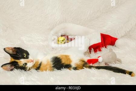 Kürbis, ein drei Monate altes Calico Cat, spielt mit Weihnachtsschmuck, Dez. 26, 2014, Coden, Alabama. Stockfoto