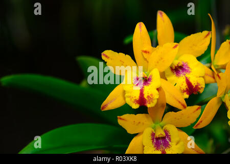 Hybride Cattleya gelbe Blume Orchideen im Garten, orchid Thailand Stockfoto