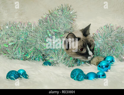 Twinkie, eine Ein-jährige Siamesische Katze, spielt mit Weihnachtsschmuck, Dez. 26, 2014, Coden, Alabama. Stockfoto