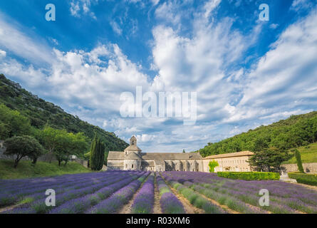 Abtei De Senanque und Lavendelfelder in der Nähe von Gordes, Vaucluse, Provence, Frankreich Stockfoto