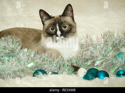 Twinkie, eine Ein-jährige Siamesische Katze, spielt mit Weihnachtsschmuck, Dez. 26, 2014, Coden, Alabama. Stockfoto