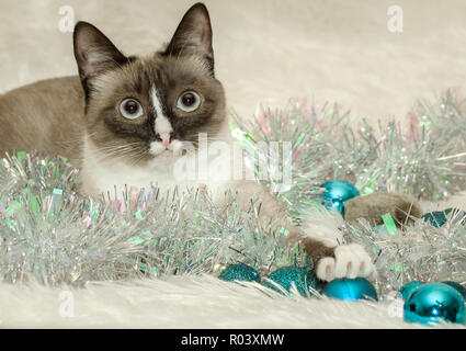 Twinkie, eine Ein-jährige Siamesische Katze, spielt mit Weihnachtsschmuck, Dez. 26, 2014, Coden, Alabama. Stockfoto