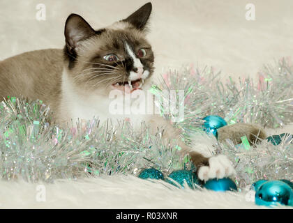 Twinkie, eine Ein-jährige Siamesische Katze, spielt mit Weihnachtsschmuck, Dez. 26, 2014, Coden, Alabama. Stockfoto