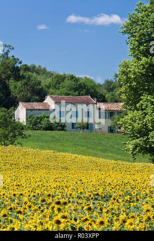 Kultiviert Sonnenblumen (Helianthus annuus) für landwirtschaftliche Kulturpflanzen in der Nähe von Valensole, Provence, Frankreich Stockfoto