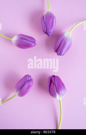 Fünf lila Tulpen auf hellpurpurroten Hintergrund Stockfoto