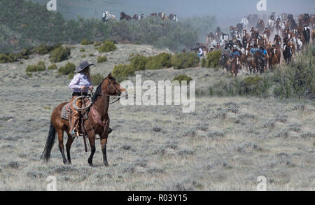 Cowgirl wrangler Ranch Hand reiten Bay Horse warten sehnsüchtig Herde Hunderte von Pferden auf jährlichen großen amerikanischen Pferd fahren Sie über Sagebrush zu helfen Stockfoto