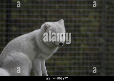 Polarfuchs, Vulpes lagopus, in der Natur Lebensraum. Fuchs auf der grünen Wiese mit Blumen, Svalbard, Norwegen. Wildlife Action Szene aus Norwegen.. Stockfoto