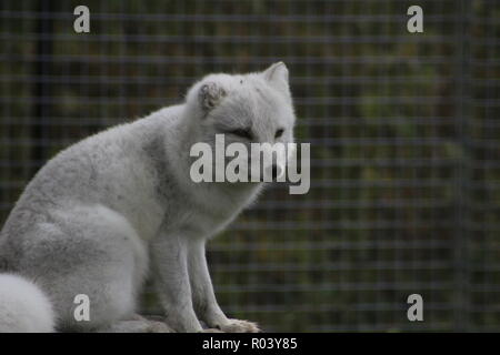 Polarfuchs, Vulpes lagopus, in der Natur Lebensraum. Fuchs auf der grünen Wiese mit Blumen, Svalbard, Norwegen. Wildlife Action Szene aus Norwegen. Stockfoto