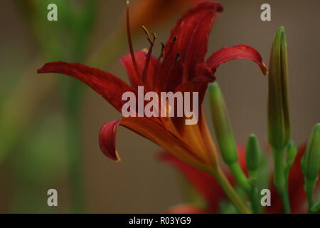 Schöne Tiger Lily im Gegenlicht. Stockfoto