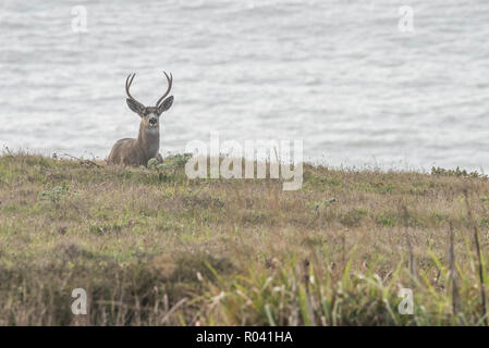 Ein männlicher blacktail Rotwild (Odocoileus hemionus columbianus) in der Nähe des Ozeans bei Point Reyes National Seashore in Kalifornien ruht. Stockfoto