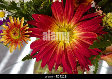 Makro Blick auf schöne rote und gelbe Daisy - wie Chrysanthemen und Gerbera Blumen in einem Innen- Anordnung Stockfoto