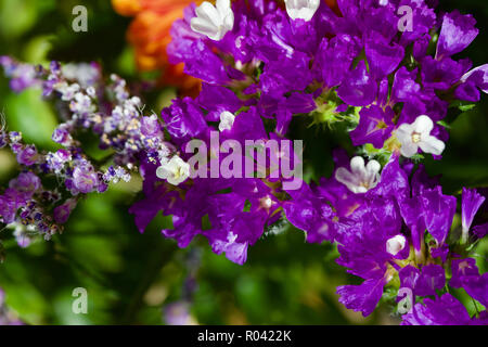 Makro Blick auf den wunderschönen violetten und weißen statice Blüten in einer Innen- Anordnung Stockfoto