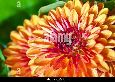 Makro Blick auf eine schöne gelbe und rote Dahlie oder chrysantheme Blume in einem Innen- Anordnung Stockfoto