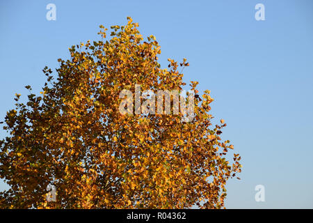 Herbstliche ländliche Szene mit bunt gefärbt Laubbaum und strahlend blauer Himmel, herbstliche Hintergrund Stockfoto