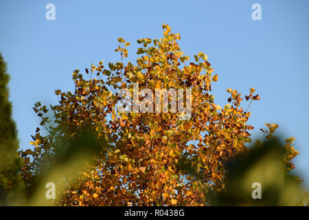 Den oberen Teil des Laubbaum im herbstlichen Glanz durch immergrünen Strauch gesehen, herbstliche ländliche Szene mit bunt gefärbt Laubbaum und klare Stockfoto
